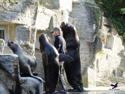 Tiergarten Schönbrunn 16.10.2024